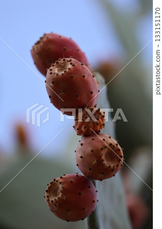 Cactus prickly pears. macro photography of cactus fruits.High quality photo 133151170