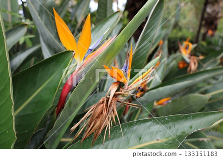 Tropical colorful flower. High quality photo Tropical colorful flower. High quality photo 133151183