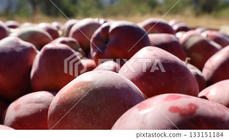 Apples field worker. Turkish apple orchards. Harvesting apples outdoors. apple orchard.High quality photo Apples field worker. Turkish apple orchards. Harvesting apples outdoors. apple orchard.High quality photo 133151184