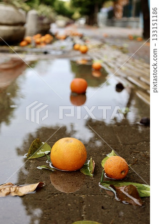 Fallen oranges street. High quality photo Fallen oranges street. High quality photo 133151186