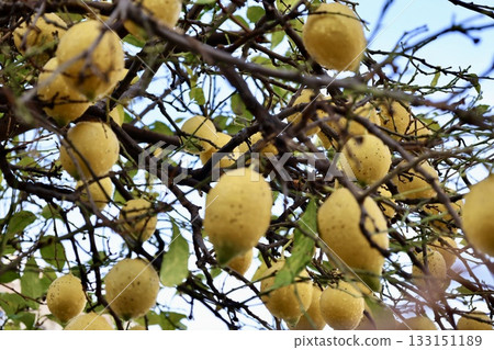 Lemons tree branches. High quality photo 133151189