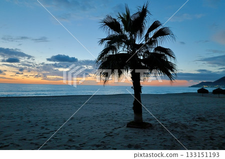 Upward palm view. High quality photo 133151193