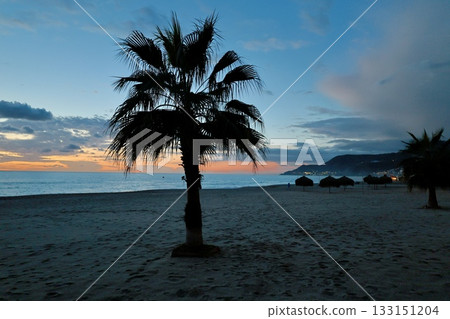 Upward palm view. High quality photo Upward palm view. High quality photo 133151204