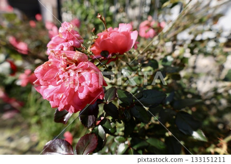 Pink roses outdoors. High quality photo Pink roses outdoors. High quality photo 133151211