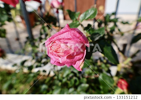 Pink roses outdoors. High quality photo Pink roses outdoors. High quality photo 133151212