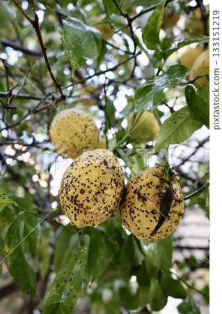 Lemons tree branches. High quality photo 133151219