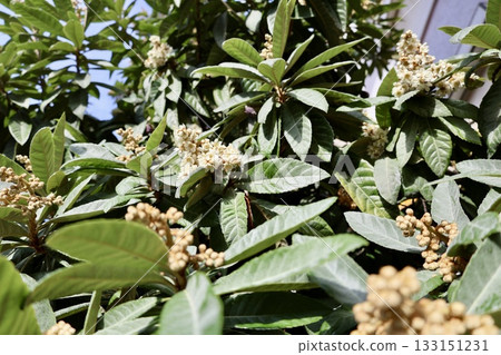 Leafy garden scenery. High quality photo Leafy garden scenery. High quality photo 133151231