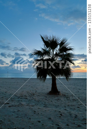Upward palm view. High quality photo 133151238