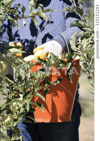 Harvesting apples outdoors. apple orchard.High quality photo 133151283