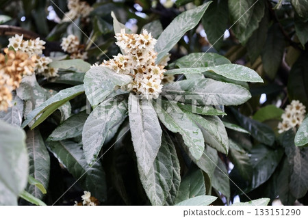 Leafy garden scenery. High quality photo Leafy garden scenery. High quality photo 133151290