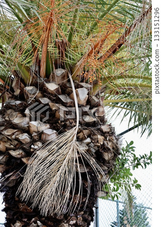 Upward palm view. High quality photo 133151296