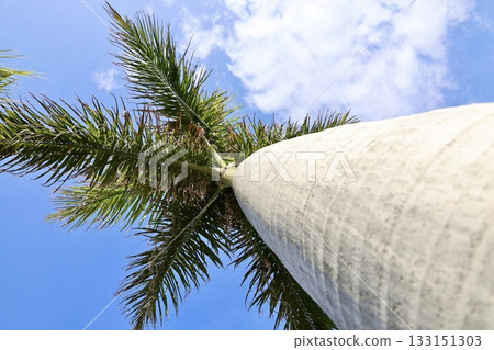 Upward palm view. High quality photo 133151303