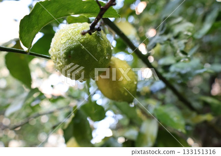 Lemons tree branches. High quality photo 133151316