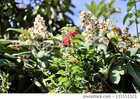 Leafy garden scenery. High quality photo Leafy garden scenery. High quality photo 133151323