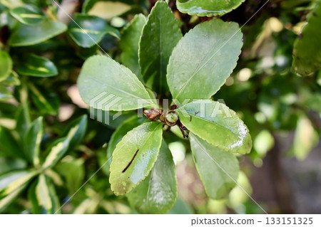 Leafy garden scenery. High quality photo 133151325