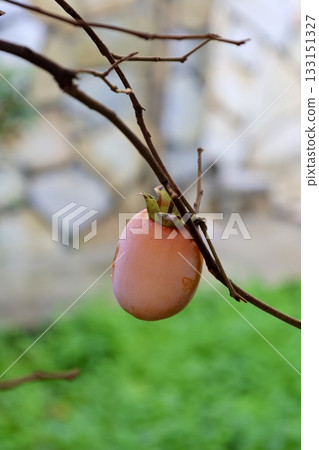 Orange fruit tree. High quality photo 133151327