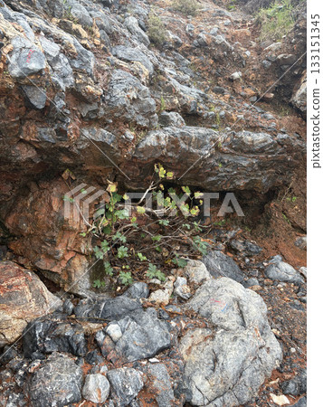 Rocky Fig Plant. High quality photo 133151345