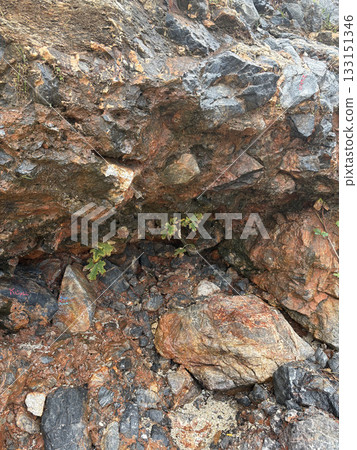 Rocky Fig Plant. High quality photo 133151346