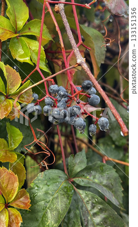 Green leafy bush. High quality photo Green leafy bush. High quality photo 133151356