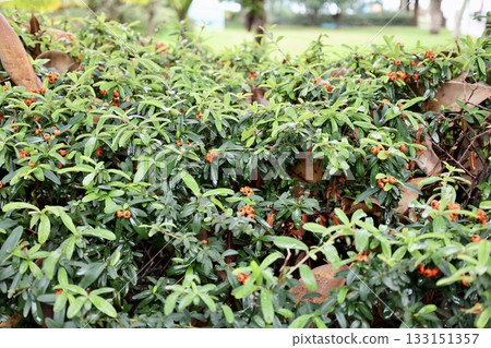 Green leafy bush. High quality photo 133151357