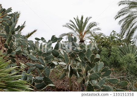 Leafy garden scenery. High quality photo Leafy garden scenery. High quality photo 133151358