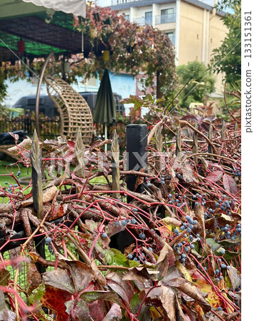 Outdoor garden chair. High quality photo Outdoor garden chair. High quality photo 133151361