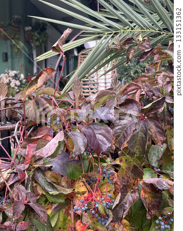 Green leafy bush. High quality photo 133151362