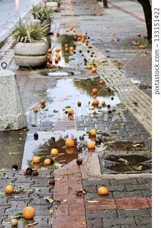 Fallen oranges street. High quality photo Fallen oranges street. High quality photo 133151422