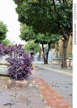 Fallen oranges street. High quality photo Fallen oranges street. High quality photo 133151423