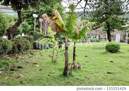 Leafy garden scenery. High quality photo Leafy garden scenery. High quality photo 133151429
