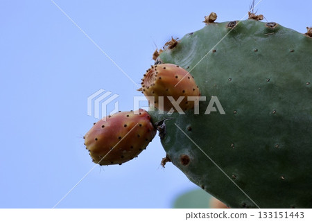 Cactus prickly pears. macro photography of cactus fruits.High quality photo Cactus prickly pears. macro photography of cactus fruits.High quality photo 133151443