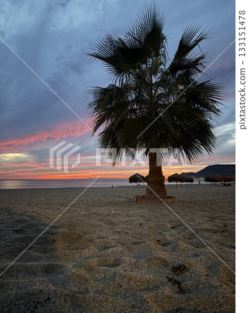Upward palm view. High quality photo Upward palm view. High quality photo 133151478