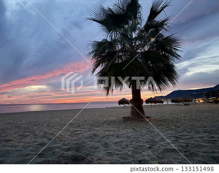 Upward palm view. High quality photo 133151498