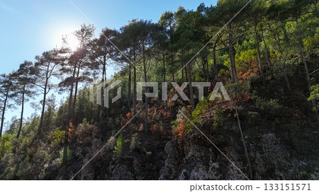 drone flight mountains coniferous forest clear blue sky. High quality photo drone flight mountains coniferous forest clear blue sky. High quality photo 133151571