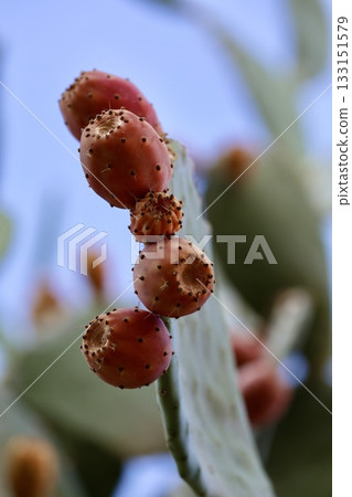 Cactus prickly pears. macro photography of cactus fruits.High quality photo Cactus prickly pears. macro photography of cactus fruits.High quality photo 133151579