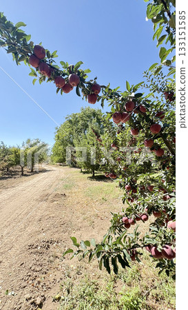 Red apples tree. apple orchard.High quality photo 133151585