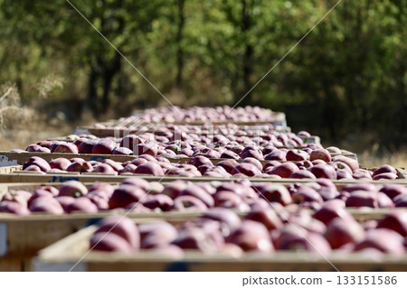 Apples orchard harvest. apple orchard.High quality photo 133151586