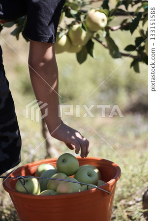 Apples field worker. Turkish apple orchards. Harvesting apples outdoors. apple orchard.High quality photo 133151588