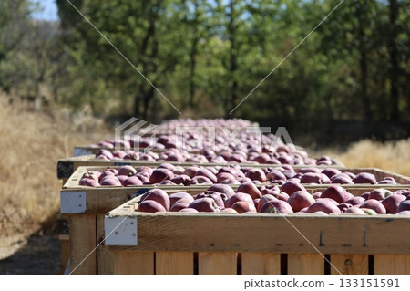 Apples orchard harvest. apple orchard.High quality photo 133151591