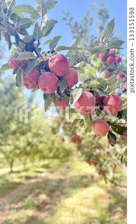 Red apples tree. apple orchard.High quality photo 133151598