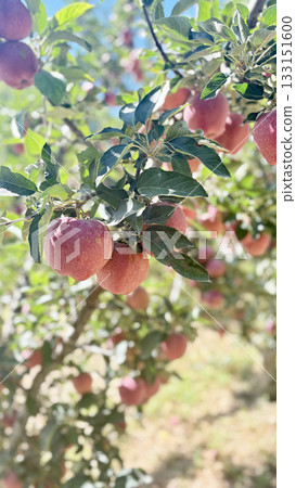 Red apples tree. apple orchard.High quality photo Red apples tree. apple orchard.High quality photo 133151600