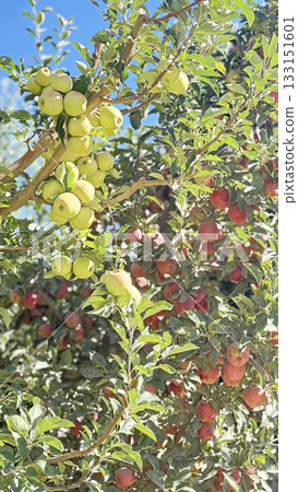 Turkish apple orchards. Harvesting apples outdoors. apple orchard.High quality photo Turkish apple orchards. Harvesting apples outdoors. apple orchard.High quality photo 133151601
