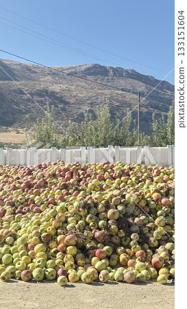 Turkish apple orchards. Harvesting apples outdoors. apple orchard.High quality photo 133151604