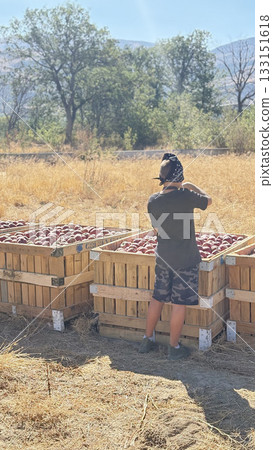 Apples field worker. Turkish apple orchards. Harvesting apples outdoors. apple orchard.High quality photo 133151618