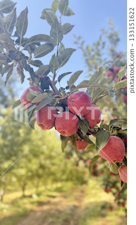 Red apples tree. apple orchard.High quality photo 133151622
