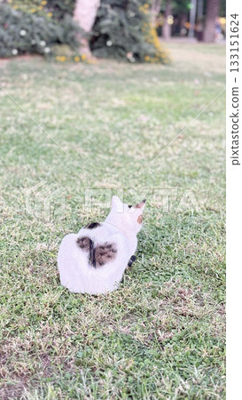a cat with a heart-shaped spot. a cat on the grass against a background of palm trees.High quality photo 133151624