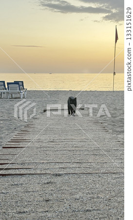 Cat relaxing planter.a cat sits in a flowerpot under a palm tree .High quality photo 133151629