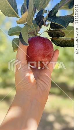 Hand holding apple. apples tree. apple orchard.High quality photo Hand holding apple. apples tree. apple orchard.High quality photo 133151631