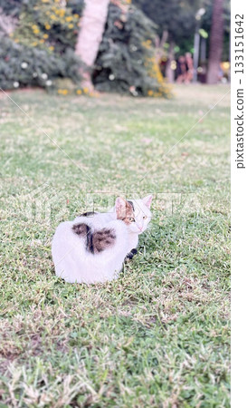 a cat with a heart-shaped spot. a cat on the grass against a background of palm trees.High quality photo a cat with a heart-shaped spot. a cat on the grass against a background of palm trees.High quality photo 133151642