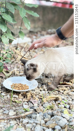 Cat eating outdoors. a purebred cat eats in the garden.High quality photo 133151643